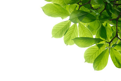 Green leaves