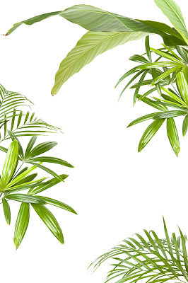 XXL Tropical plant frame