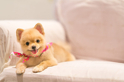 Cute Pomeranian dog smiling on the sofa with copy space