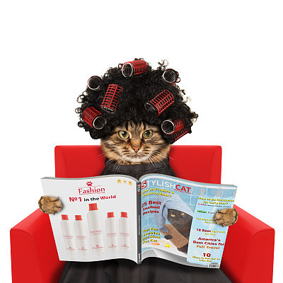 Funny cat at the hairdresser reading a magazine on white background. In a beauty salon.