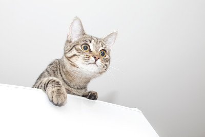 Playful cat looking up.