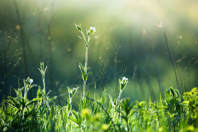 Meadow Wildflowers and grass at sunrise