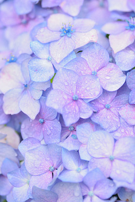 Macro texture of blue colored Hydrangea flowers with water droplets