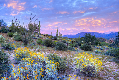 Beautiful oasis with colorful flowers and cactus at sunrise