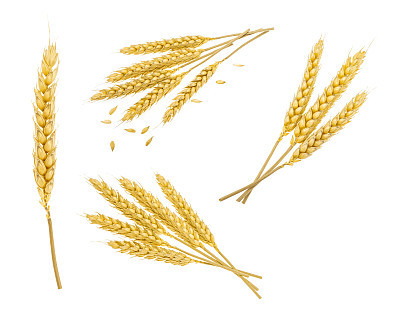 Wheat isolated on white. without shadow. set