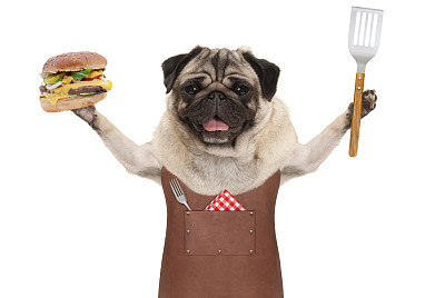 smiling pug dog wearing leather barbecue apron, holding up hamburger and spatula
