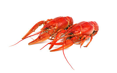 Fresh boiled red crayfish isolated on white background. Top view