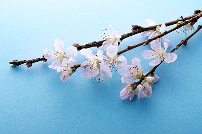Peach blossom