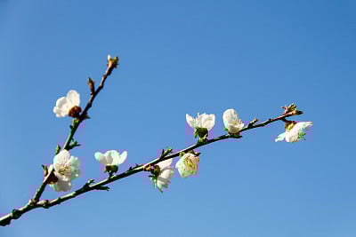 Blossom of apricot tree against blue sky