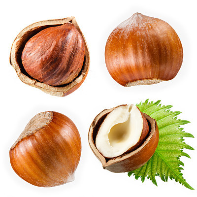 Hazelnut collection isolated on white