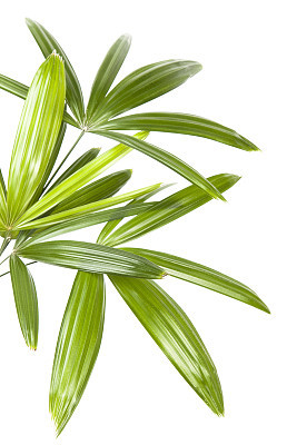 Palm leaves
