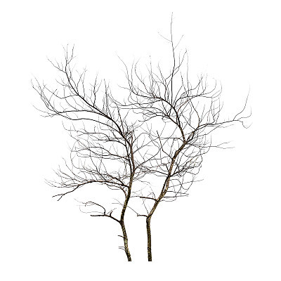 Dead tree