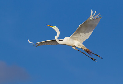 Great Egret