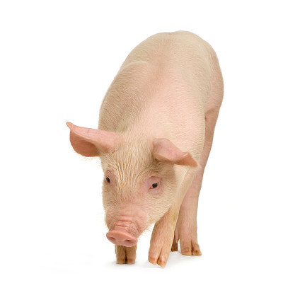Clean, pink pig on white background