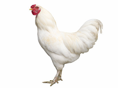 Proud white cock isolated