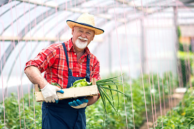 Farmer holding a crate with vegetables in hothouse