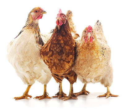 Three brown chicken.