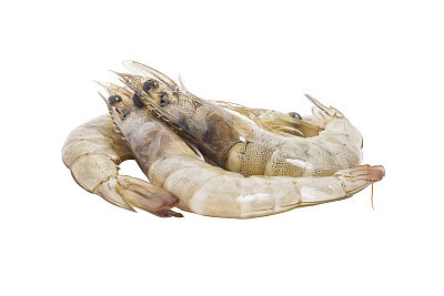 Shrimps isolated white background