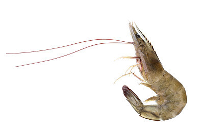 Fresh raw seafood shrimp isolated on white background