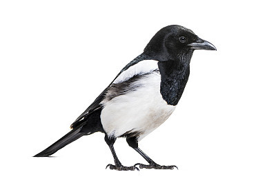 Common Magpie, Pica pica, in front of white background