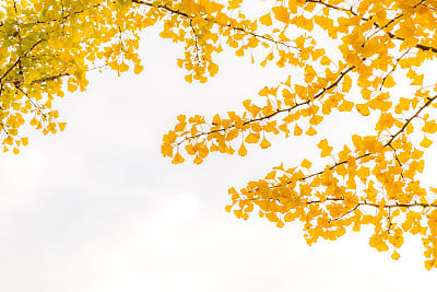 Ginkgo trees Autumn