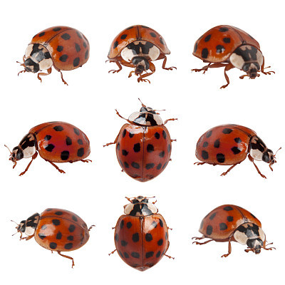 ladybugs