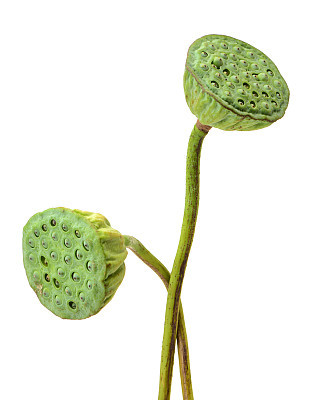 Freshness Lotus seed and pod isolated white