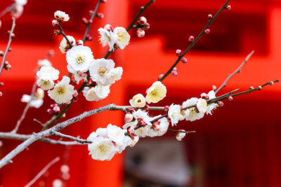 beautiful Plum Blossom Flower