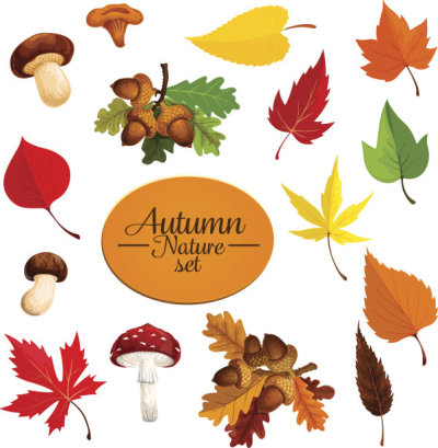 Autumn falling leaf forest mushrooms vector set
