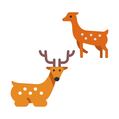 Japanese deer