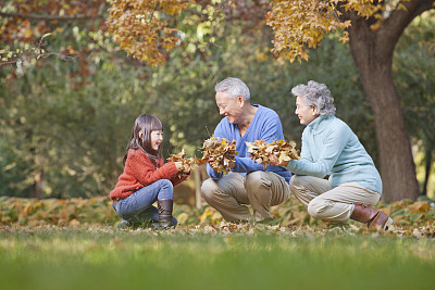 Chinese couple picking up autumn leaves with granddaughter