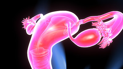 3D Illustration of Female Reproductive System Anatomy