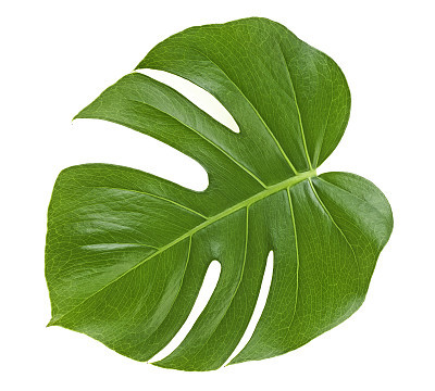 Monstera plant leaf - tropical evergreen vine isolated on white background.