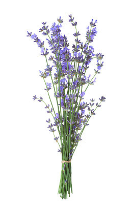 Bundle of lavender isolated on white background.