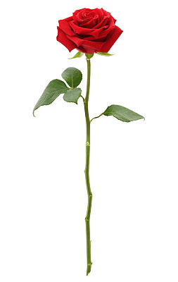Long Stem Red Rose (with path)