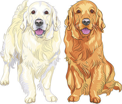 vector sketch two dog breed Golden Retriever