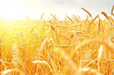 Orange field of wheat stalks in sunlight