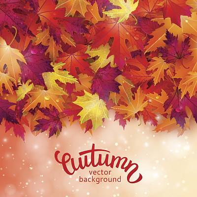 Vector background with colorful autumn leaves, card template, natural backdrop