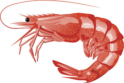 Shrimp
