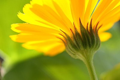 Close-up of an Yellow daisy