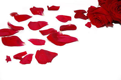 Romantic Roses
