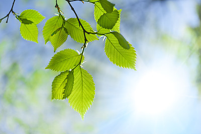 Green leaf opposite sun and sky