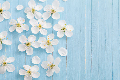 spring flowers on blue wooden background