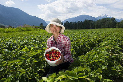 Strawberry Picking