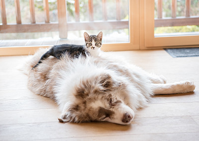 Best Friends, Cat and Dog together