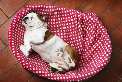 Bulldog in her bed, overhead view
