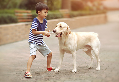 Little boy with Labrador retriever