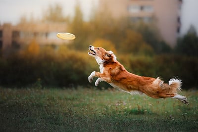 Border Collie catches a flying disc