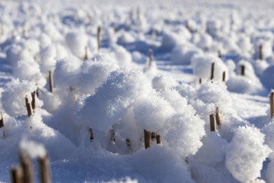 Snow in wheat fields