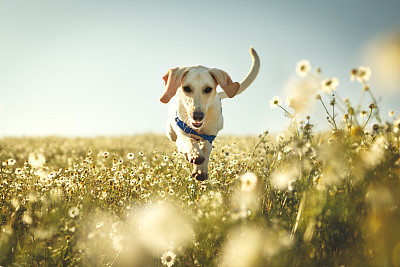 A dog running and jumping